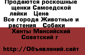 Продаются роскошные щенки Самоедской лайки › Цена ­ 40 000 - Все города Животные и растения » Собаки   . Ханты-Мансийский,Советский г.